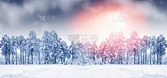 冰雪覆盖的树木。贺卡