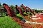 迪拜奇迹花园耗费4500万株鲜花 迪拜奇迹花园拥有超过4500万株盛开的鲜花，45个不同的花卉品种和颜色达到令人惊叹的色彩组合。