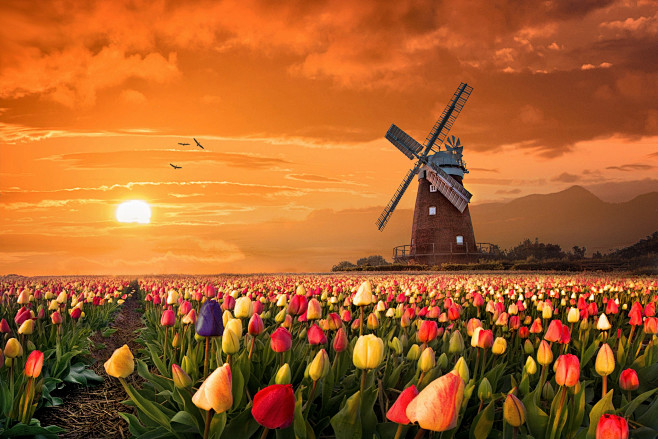 Photograph Holland b...