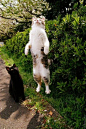 Cat amazed by flying friend.: