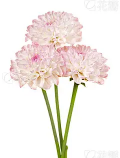 Dahlia