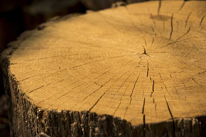 Wooden stump by Olga...