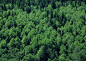 森林 林区 大树 树群 草木 绿叶 叶子 绿色 植物 翠绿 树木 树林 森林 树叶 树冠 山林 青山 绿色森林 森林桌面 森林背景 阳光森林 茂密森林 森林壁纸 拍摄原图 摄影 自然景观 山水风景 (4)