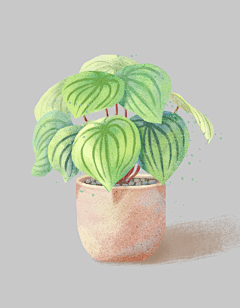 橙丫插画设计采集到植物盆栽插画
