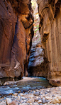 The Narrows - Zion National Park