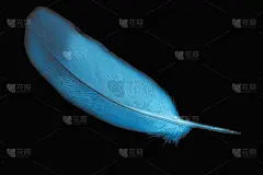 在黑色孤立背景上的蓝色鸽子羽毛