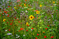 Photograph Flowering Meadow by Ari Salmela on 500px