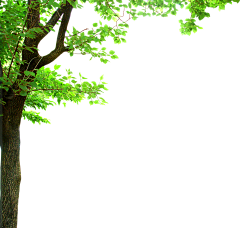 盛夏Ashin采集到植物素材
