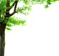 大树 树木 阳光照射的树木 免抠素材PNG