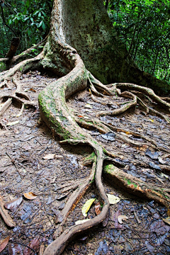 杉木的世界采集到森林_草地_蕨