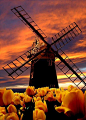 风车和郁金香，荷兰
