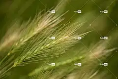 大麦 粮食 大麦秆 领域 场地 收成 落下 大田作物 高清壁纸