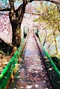 樱花滑，京都，日本
Cherry Blossom Slide, Kyoto, Japan