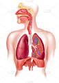 呼吸系统,人,横截面,充满的,膜片,食管,图表,气管,支气管