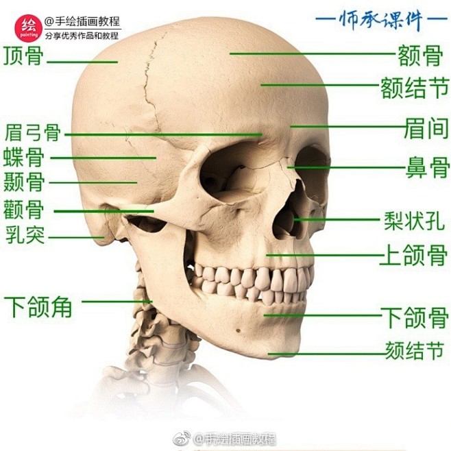 头骨的深入剖析 （作者：@杭州素描刘彪 ...