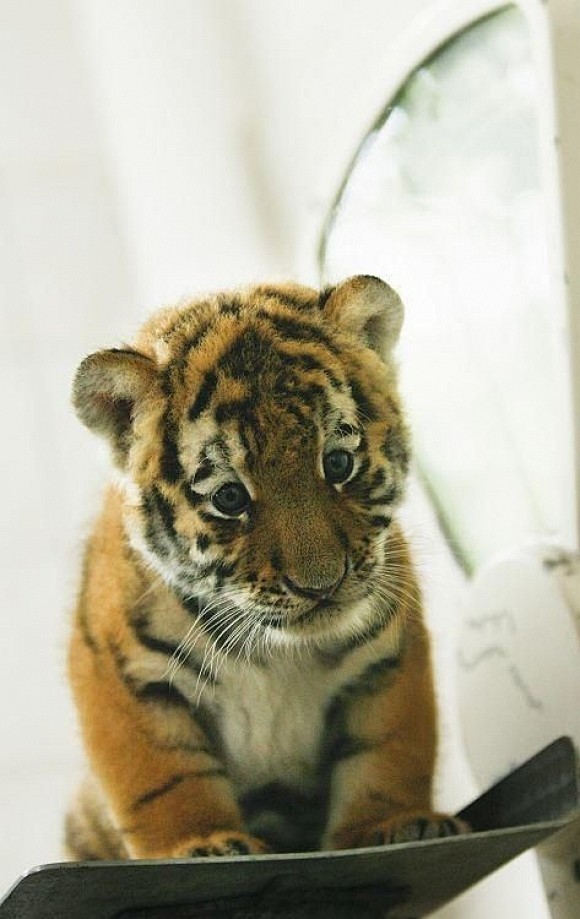 Tiny Tiger | Cutest ...