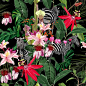 热带花卉叶，棕榈香蕉树和异域花卉，斑马野生动物花卉无缝图案的黑色背景。奇异的safari壁纸。