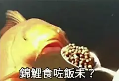 锦鲤表情包