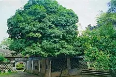 圣水寺汉桂
陕西汉中圣水寺中院，这颗桂树需五六人抱！这棵 2100 岁的桂花树，比汉武帝还年长！树干漆黑如炭，每年开 3 次花，红、黄、白三色齐开，香飘十里～