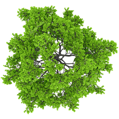 碧草千野1采集到景观绿植