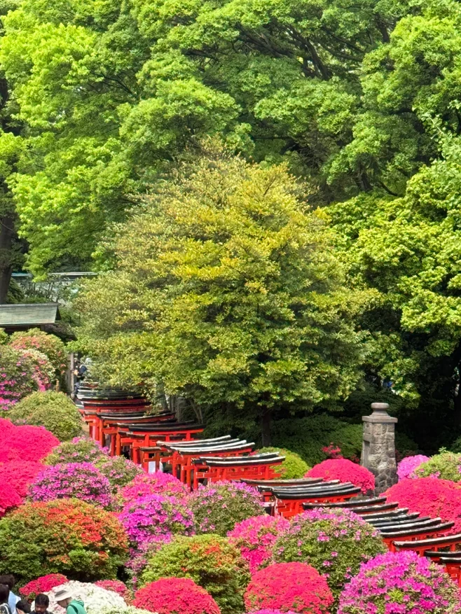 根津神社第53回杜鹃祭｜人海拍花海 - ...