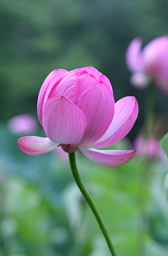 行悠采集到出水芙蓉