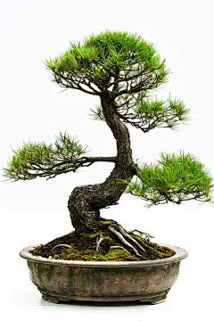 盆栽植物黑松图片摄影图