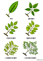 植物形态术语系列/朴树景观 | 朴树景观