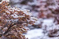 巴塔哥尼亚(阿根廷)的秋雪