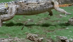 ~孤鹰~采集到动物gif