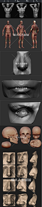 zbrush 3d 艺用人体解剖结构肌肉骨骼 设计参考 人物角色图片素材-淘宝网