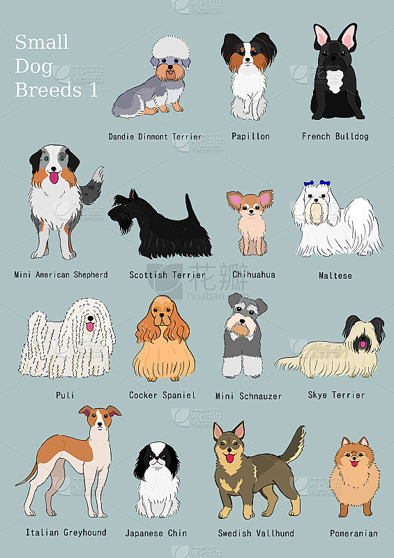 一组小型犬品种手绘图