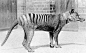 #消失的袋狼#已经灭绝的动物很少会有照片存世，照片上的袋狼是近代体型最大的食肉有袋类动物，长得很像狼，但它的身体却像老虎一样浑身布满条纹，而且和老虎的习性相同，不结群，因此又名塔斯马尼亚虎。最后一只名叫班哲尼的袋狼于1936年死于塔斯马尼亚岛上的霍巴特动物园，此后再无活袋狼存在的消息。