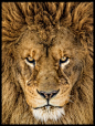 Buy this art print titled Serious Lion by the artist Mike Centioli