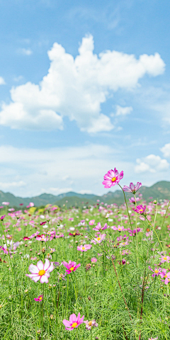 翠玉竹林采集到花卉