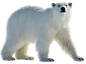 北极熊PNG