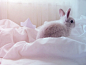 100 Pictures Of Rabbits To Bring You Good Luck For The Lunar New Year