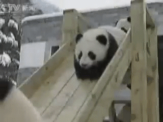 国宝就是可以好吃懒做怎样啊~
