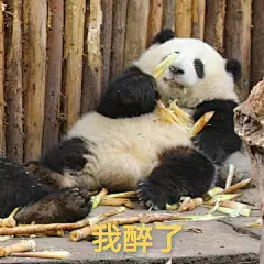 分享一下花花的表情包
