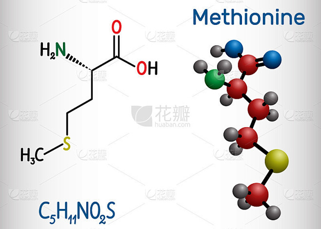 蛋氨酸l 蛋氨酸，met M必需氨基酸分子。结构化学式和分子模型 