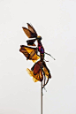 艺术家Cedric Laquieze用昆虫标本拼凑起来的“妖精新军”，这些与“朋克昆虫”的制作方法有些相似，只是用材不同