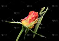 黑上孤立的螳螂