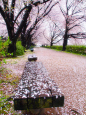 After the rain - Sakura in Japan