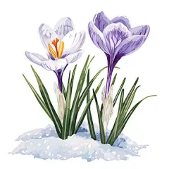 图源免费EPS文件 |紫色番红花的水彩画，白底孤立。紫色番红花矢量图。