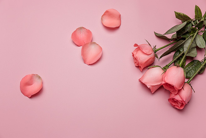 粉色 平铺背景 玫瑰花 花瓣