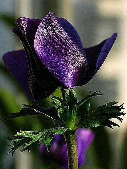 银莲 #花# #采集大赛#