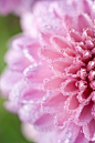 Pretty Pink Chrysanthemum