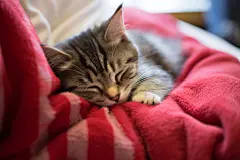 可爱小猫灵动猫咪特写图片摄影图