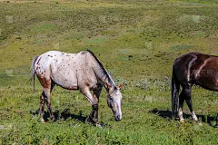 马放牧，格兰堡牧场省休闲区，阿尔伯塔，加拿大