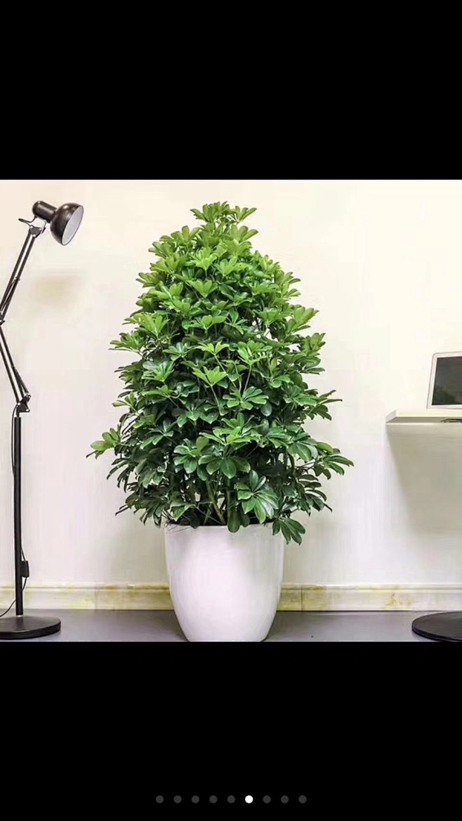 招财树